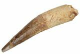 Bargain, Spinosaurus Tooth - Real Dinosaur Tooth #192049-1